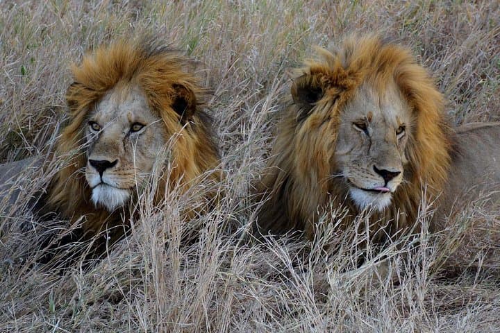 Exclusive Tarangire Safari Day Trip from Arusha photo 6