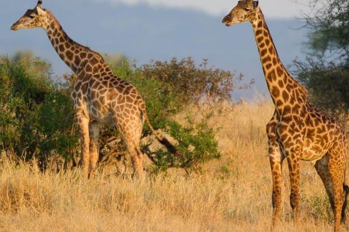 Exclusive Tarangire Safari Day Trip from Arusha photo 4