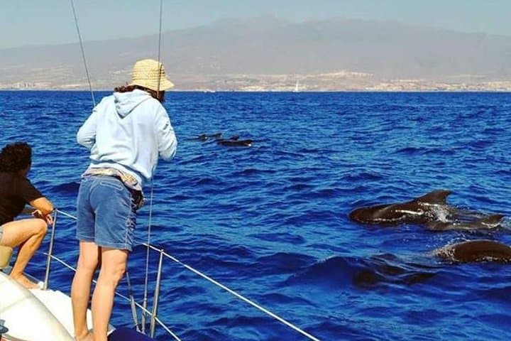 Tenerife Whale & Dolphin Small-Group Sailing from Puerto Colón photo 3