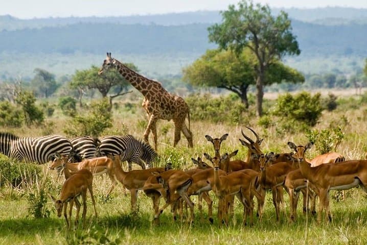 6-Day Masai Mara, Hell's Gate & Lake Naivasha Safari photo 2