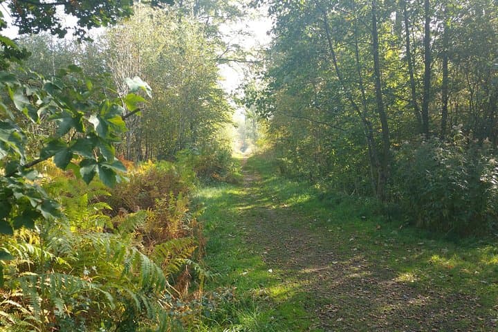 Shinrin-Yoku Forest Relaxation Near Luebeck: A Three‑Hour Nature Therapy Experience