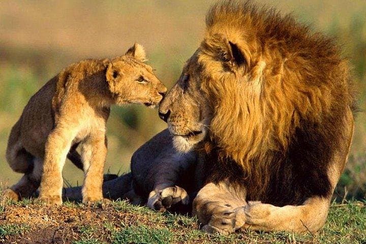 5-Day Luxury Safari: Hell's Gate, Lake Naivasha, Lake Nakuru & Masai Mara photo 6