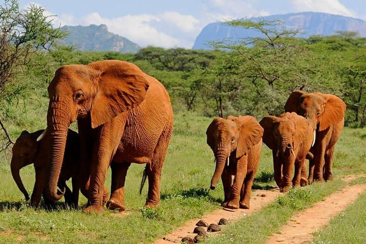 8-Day Best of Kenya Wildlife Private Safari: Amboseli to Maasai Mara photo 5