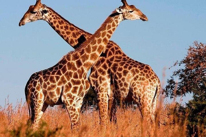 5-Day Safari Circuit: Amboseli, Tsavo West & Tsavo East Wildlife Experience photo 2