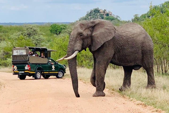 Full-Day Private Safari in Kruger National Park - Big Five Game Drive from Hazyview
