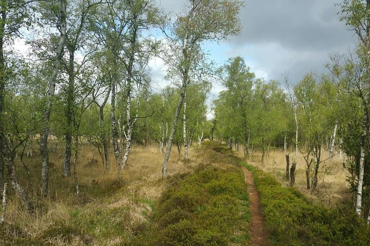 Shinrin-Yoku Forest Relaxation Near Luebeck: A Three‑Hour Nature Therapy Experience photo 2