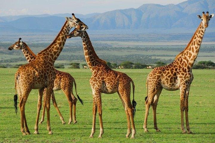 6-Day Masai Mara, Hell's Gate & Lake Naivasha Safari