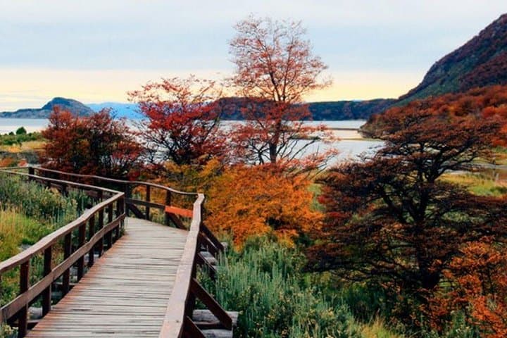 Exploring Tierra del Fuego National Park: Half-Day from Ushuaia to Lapataia Bay photo 5
