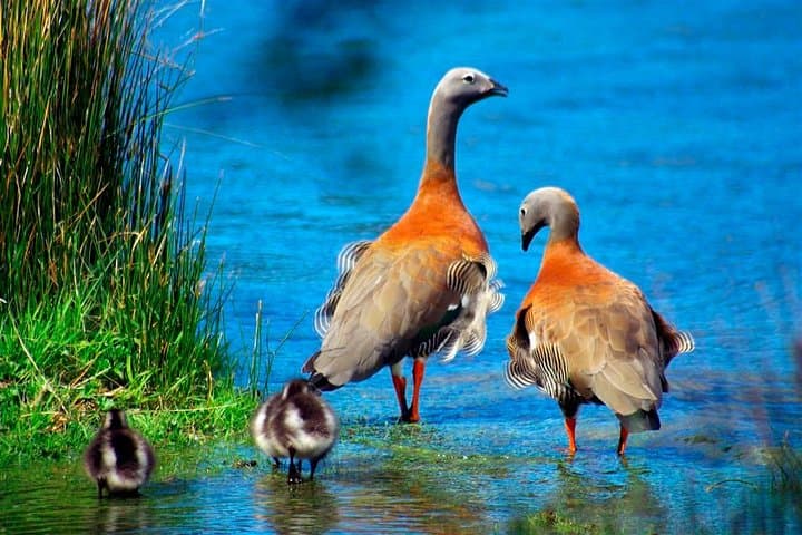 Exploring Tierra del Fuego National Park: Half-Day from Ushuaia to Lapataia Bay photo 6