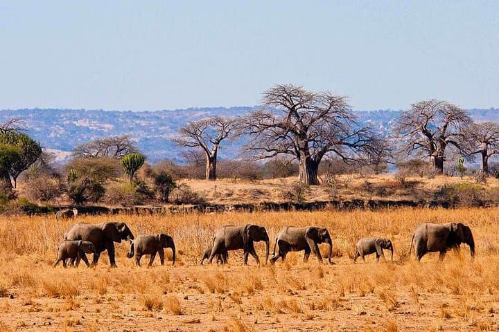 Full-Day Safari in Tarangire National Park: Elephant Herds, Baobabs & Birding photo 1