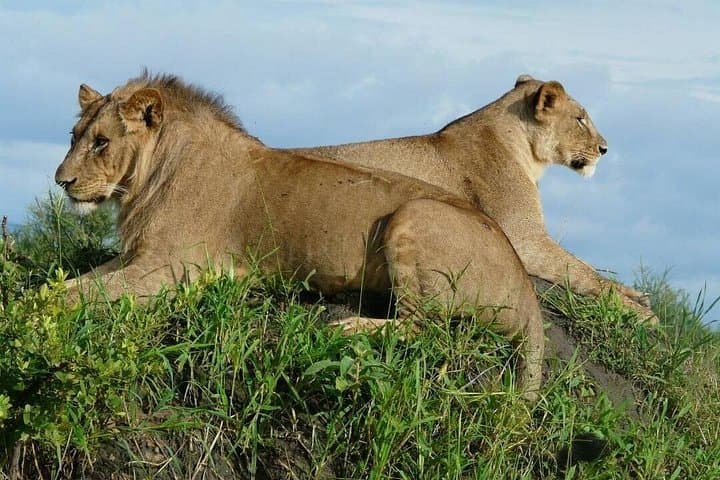 Full-Day Safari in Tarangire National Park: Elephant Herds, Baobabs & Birding photo 2