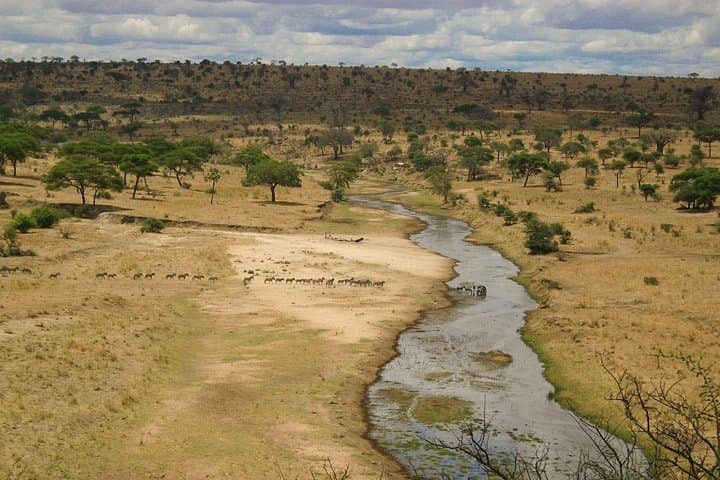 Full-Day Safari in Tarangire National Park: Elephant Herds, Baobabs & Birding photo 4