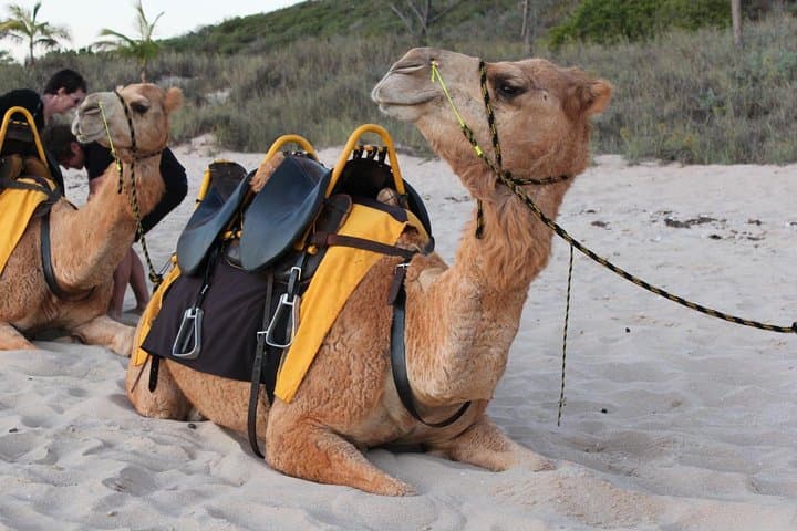 Camel Ride on Essaouira Beach: 2-Hour Dune and Atlantic Coast Experience photo 5