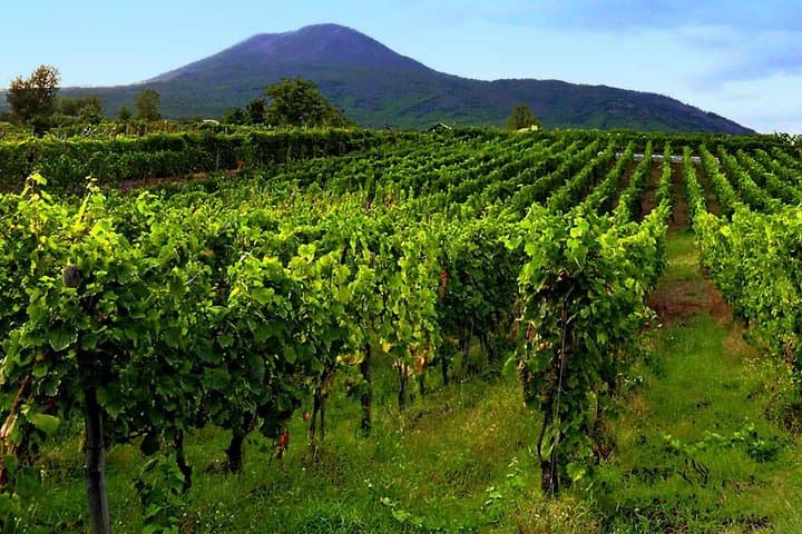 Sorrento, Pompeii & Vesuvius Wine Lunch: A Day of Ruins, Coast Views and Volcanic Wines photo 2