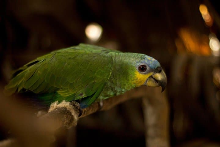 5-Day Amazon Camping and Kayaking in Yasuni National Park, Ecuador photo 4