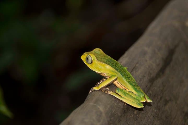 5-Day Amazon Camping and Kayaking in Yasuni National Park, Ecuador photo 5