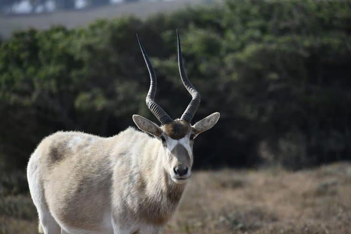 Souss Massa National Park Safari: Half-Day Wildlife 4x4 Excursion from Agadir photo 1