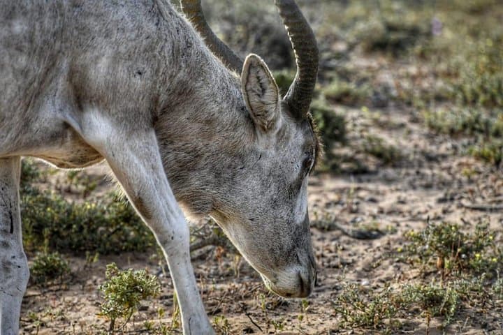 Souss Massa National Park Safari: Half-Day Wildlife 4x4 Excursion from Agadir photo 2