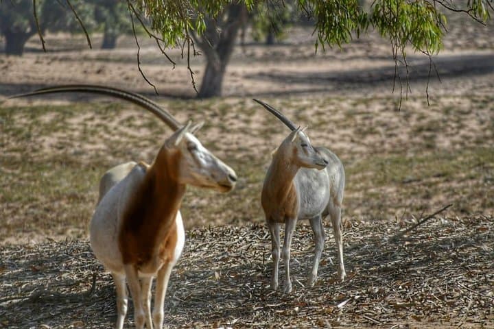 Souss Massa National Park Safari: Half-Day Wildlife 4x4 Excursion from Agadir photo 3