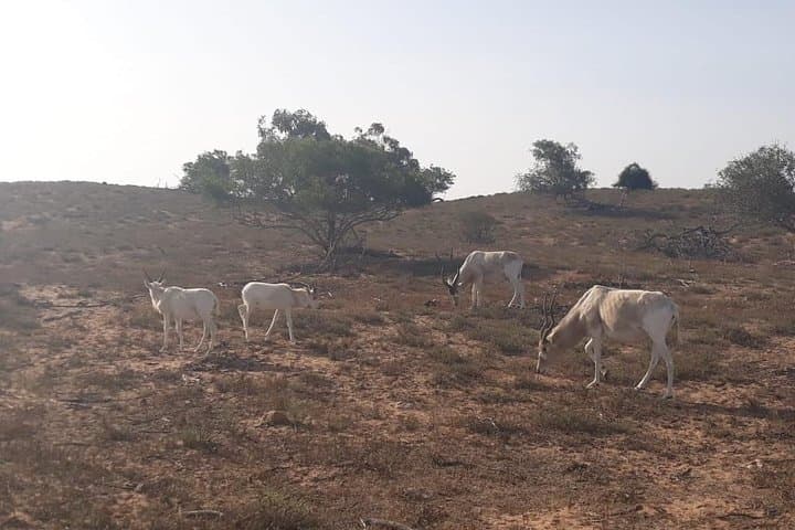Souss Massa National Park Safari: Half-Day Wildlife 4x4 Excursion from Agadir photo 4