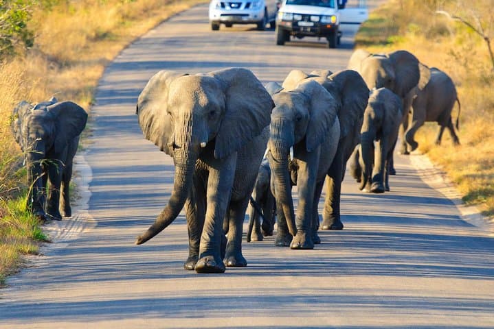 Under Canvas in Kruger: 5-Day Private Safari from Hazyview photo 4