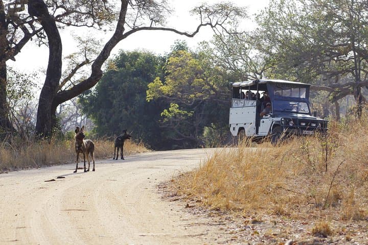 Under Canvas in Kruger: 5-Day Private Safari from Hazyview photo 3