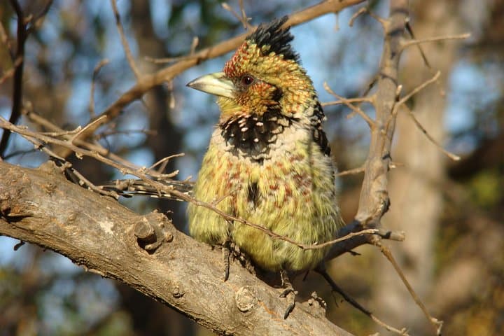 Under Canvas in Kruger: 5-Day Private Safari from Hazyview photo 6