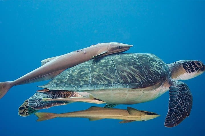 5-Dive Scuba Package on Roatán’s Mesoamerican Reef — West Bay Guided Dives