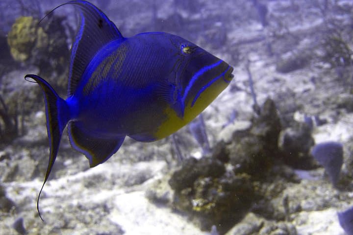 5-Dive Scuba Package on Roatán’s Mesoamerican Reef — West Bay Guided Dives photo 5