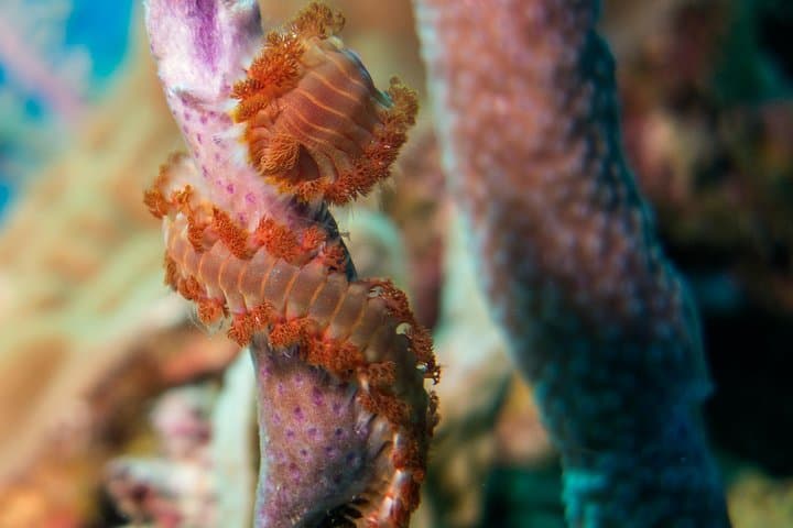 5-Dive Scuba Package on Roatán’s Mesoamerican Reef — West Bay Guided Dives photo 6