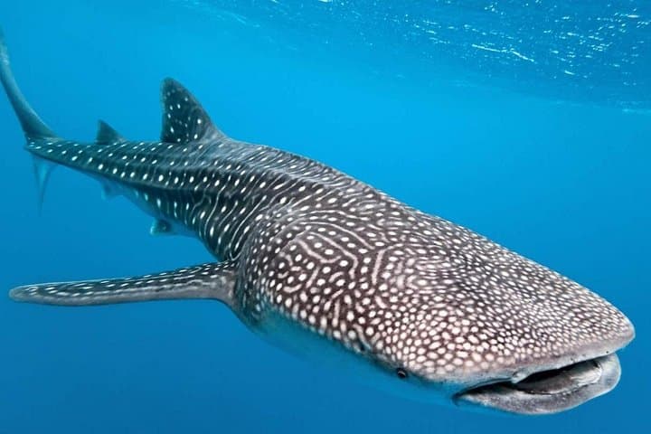 Swim with Whale Sharks in Cancun: Punta Sam to Isla Mujeres Encounter
