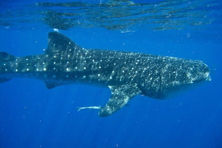 Swim with Whale Sharks from Cancun: Punta Sam to Isla Mujeres Day Trip photo 4
