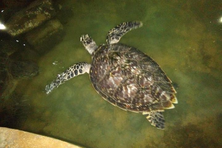 Bentota to Galle: Private Day Tour — Turtles, Madu River & Moonstones photo 3