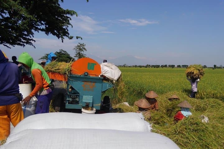 Surakarta Village Cycling: 3‑Hour Rice‑Field Ride and Cottage‑Industry Immersion photo 5