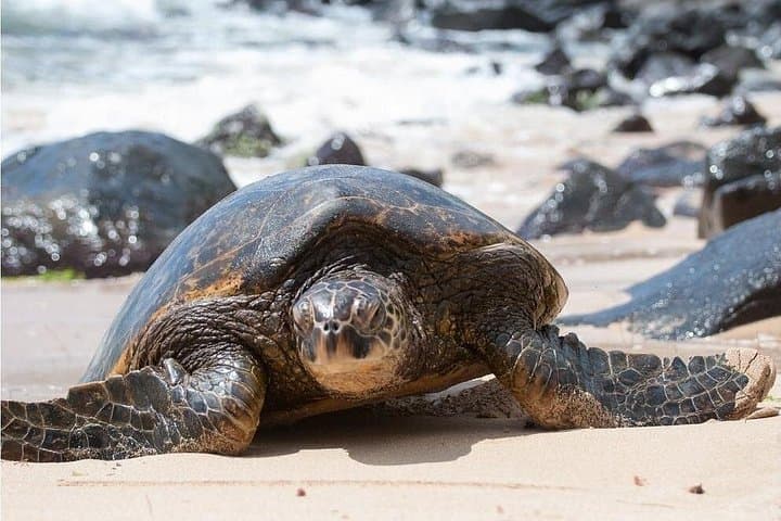 South Shore Aloha Friendly Tour — Waikiki to Sandy Beach & Makapuʻu Lookout photo 4