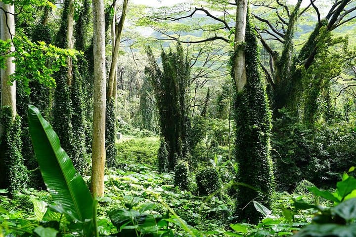 Manoa Waterfall Hike: Rainforest Walk, Waikiki Pickup & Tantalus Lunch photo 5