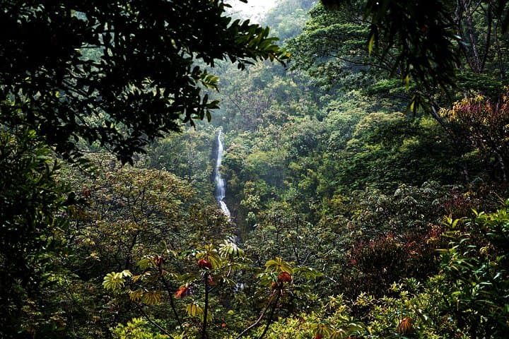 Manoa Waterfall Hike: Rainforest Walk, Waikiki Pickup & Tantalus Lunch photo 3
