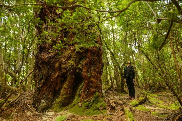 3-Day Southwest Wilderness Camping: Melaleuca, Bathurst Harbour & Port Davey photo 6
