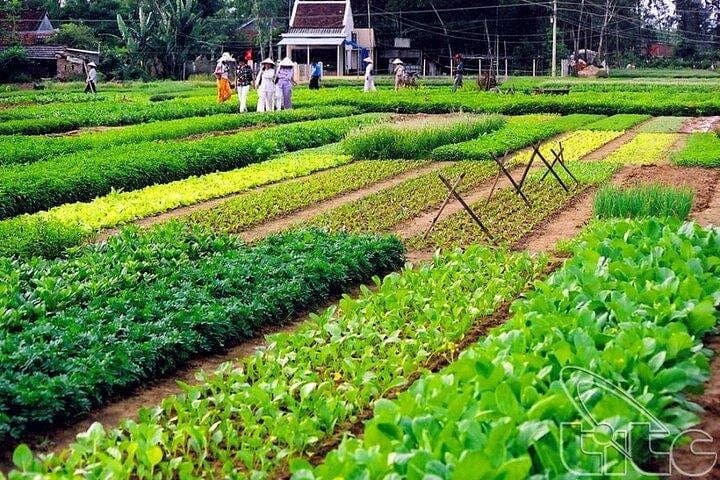 Hoi An Half-Day Bike & Cooking Experience: Countryside Ride, Farming, and Local Lunch photo 2