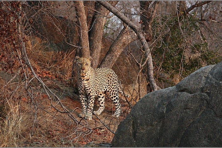 3-Day Kruger Safari at Crocodile River — Sunrise & Sunset Big Five Drives photo 6