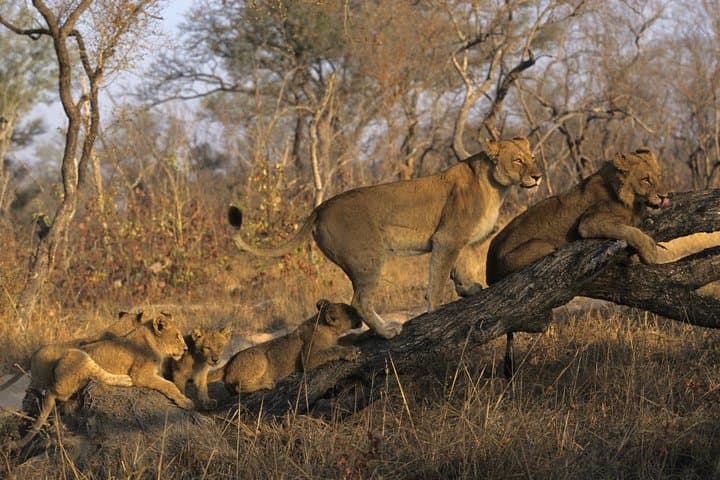 3-Day Kruger Safari at Crocodile River — Sunrise & Sunset Big Five Drives