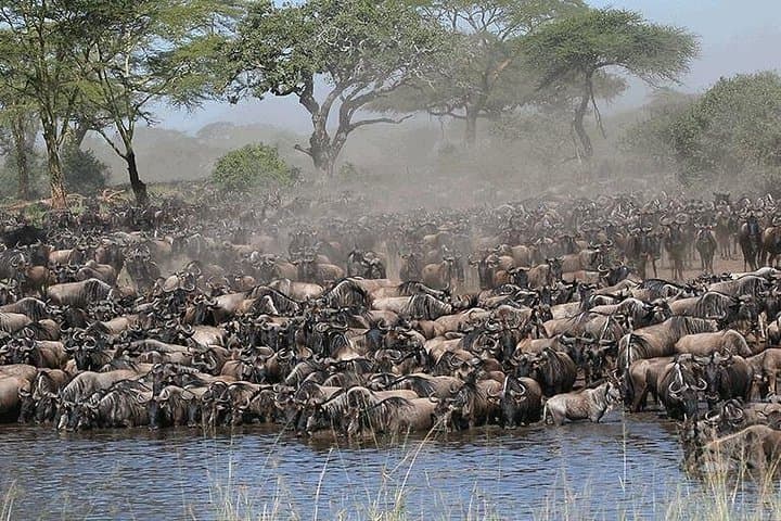 7-Day Serengeti Wildebeest Migration Safari: Arusha to Ngorongoro photo 1