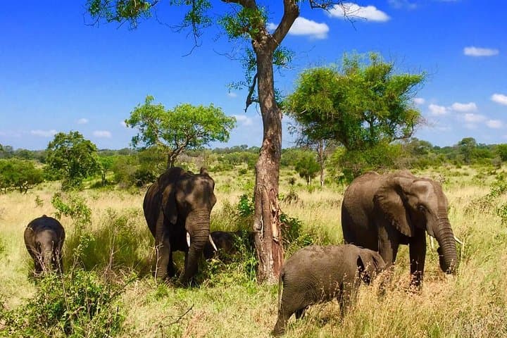 3-Day Private Kruger Park Safari: Open-Vehicle Game Drives & Restcamp Stays photo 6