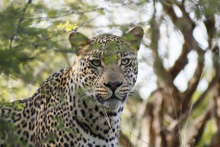 3-Day Private Kruger Park Safari: Open-Vehicle Game Drives & Restcamp Stays photo 5