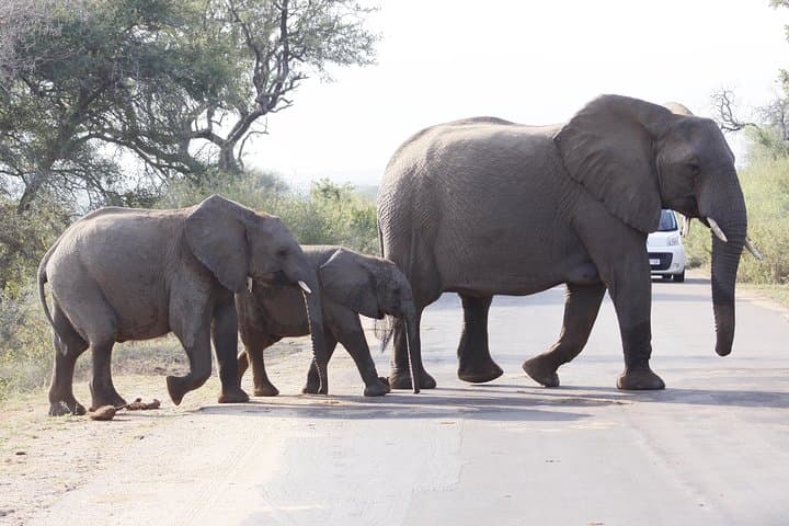 3-Day Private Kruger Park Safari: Open-Vehicle Game Drives & Restcamp Stays photo 4