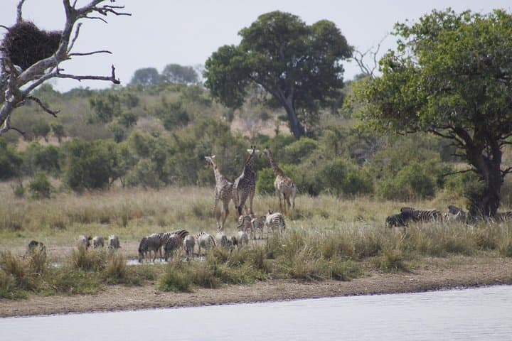 3-Day Private Kruger Park Safari: Open-Vehicle Game Drives & Restcamp Stays photo 3