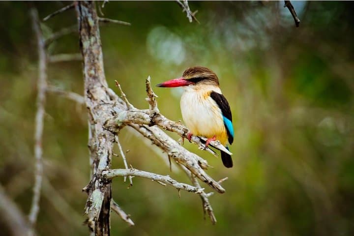 3-Day Private Kruger Park Safari: Open-Vehicle Game Drives & Restcamp Stays photo 2