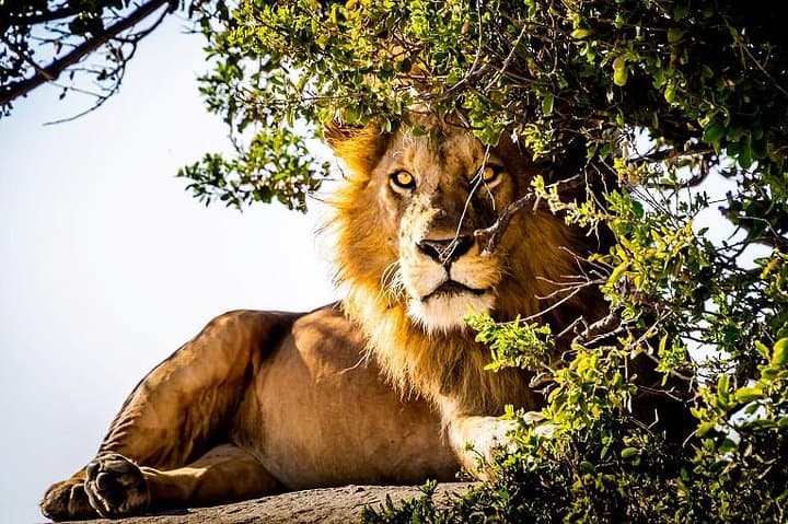 9-Day Kenya and Tanzania Wildlife Safari — Masai Mara, Serengeti & Ngorongoro