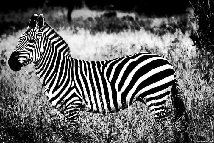 9-Day Kenya and Tanzania Wildlife Safari — Masai Mara, Serengeti & Ngorongoro photo 2