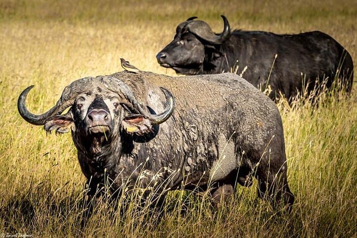 9-Day Kenya and Tanzania Wildlife Safari — Masai Mara, Serengeti & Ngorongoro photo 4